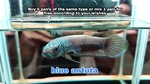 Thumbnail for fwbettas1752591612