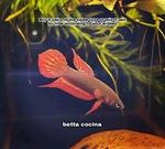 Thumbnail for fwbettas1752591614