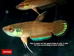 Thumbnail for fwbettas1752592806