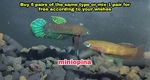 Thumbnail for fwbettas1752592810