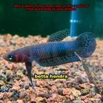 Thumbnail for fwbettas1752592811