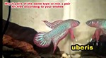 Thumbnail for fwbettas1752592812