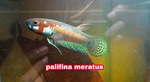 Thumbnail for fwbettas1752592815