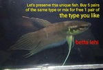 Thumbnail for fwbettas1752594006