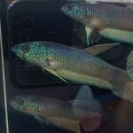 fwbettas&1752739802 Thumbnail
