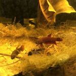 fwbettas&1752739803 Thumbnail