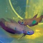 fwbettas&1752741003 Thumbnail