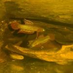 fwbettas&1752741006 Thumbnail