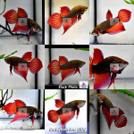 Thumbnail for fwbettas1752820804