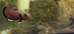 Thumbnail for fwbettas1752983402