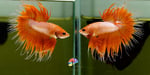 Thumbnail for fwbettasct1751982000