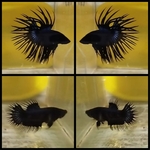Thumbnail for fwbettasct1751998202