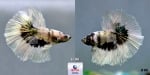 Thumbnail for fwbettashm1751476204