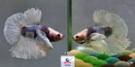 Thumbnail for fwbettashm1751527802