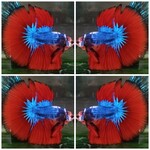 Thumbnail for fwbettashm1751563817