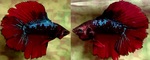Thumbnail for fwbettashm1751601004