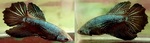 Thumbnail for fwbettashm1751601005