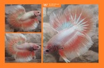 Thumbnail for fwbettashm1751713802
