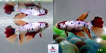 Thumbnail for fwbettashm1751725202