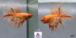 Thumbnail for fwbettashm1751852403
