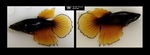 Thumbnail for fwbettashm1752028803