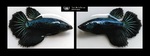 Thumbnail for fwbettashm1752028804