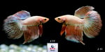 Thumbnail for fwbettashm1752120840