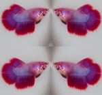 Thumbnail for fwbettashm1752229615