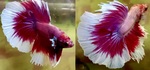 Thumbnail for fwbettashm1752303006