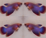 fwbettashm&1752317341 Thumbnail