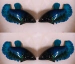 fwbettashm&1752317347 Thumbnail
