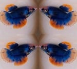 fwbettashm&1752317350 Thumbnail