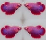 fwbettashm&1752317354 Thumbnail