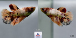 Thumbnail for fwbettashm1752334802