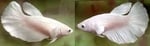 fwbettashm&1752381603 Thumbnail