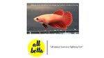 Thumbnail for fwbettashm1752395410