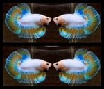 Thumbnail for fwbettashm1752404020
