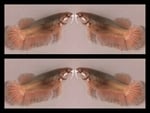 Thumbnail for fwbettashm1752404023