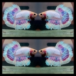 Thumbnail for fwbettashm1752404033