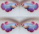 Thumbnail for fwbettashm1752404124