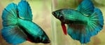 Thumbnail for fwbettashm1752511202