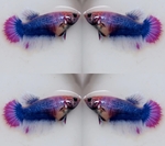 Thumbnail for fwbettashm1752663508