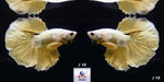 Thumbnail for fwbettashm1752724802
