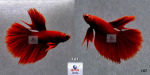 Thumbnail for fwbettashm1752732005