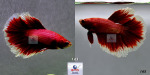 Thumbnail for fwbettashm1752732006