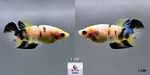 Thumbnail for fwbettashm1752736803