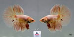 Thumbnail for fwbettashm1752820430