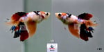 Thumbnail for fwbettashm1752942004