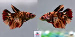 Thumbnail for fwbettashm1752948003