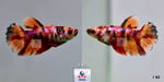 Thumbnail for fwbettashm1752948004